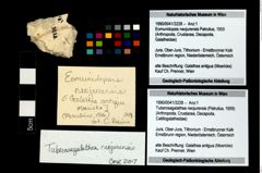 Foto (Objekt + Etikett) von Tuberosagalathea neojurensis (Patrulius, 1959)  (NHMW-GEO-1990-0041-3228)